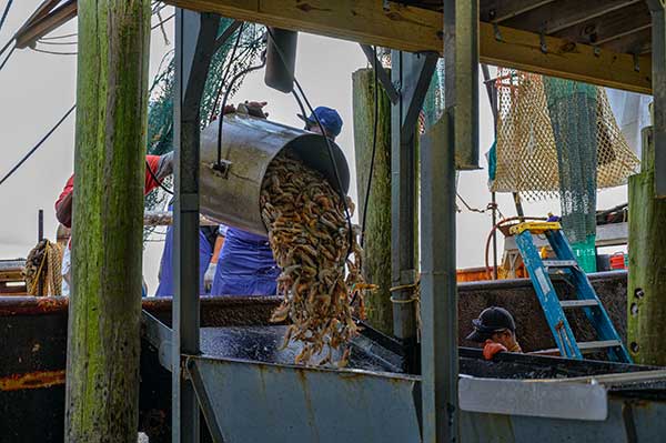 Fresh Caught Shrimp